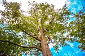 Professional  Tree Services in Highland City, FL